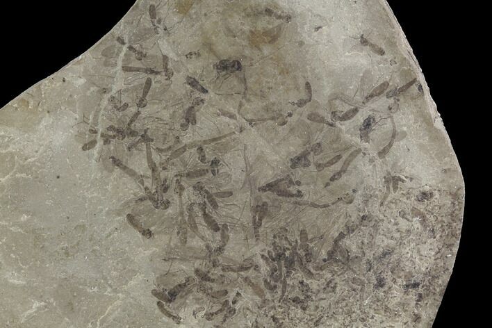 Fossil Crane Flies - Green River Formation, Utah #97443